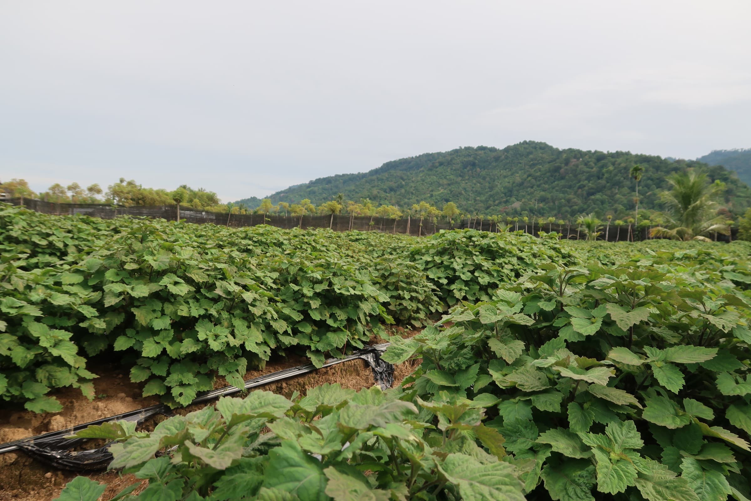 Buyer meeting in Aceh