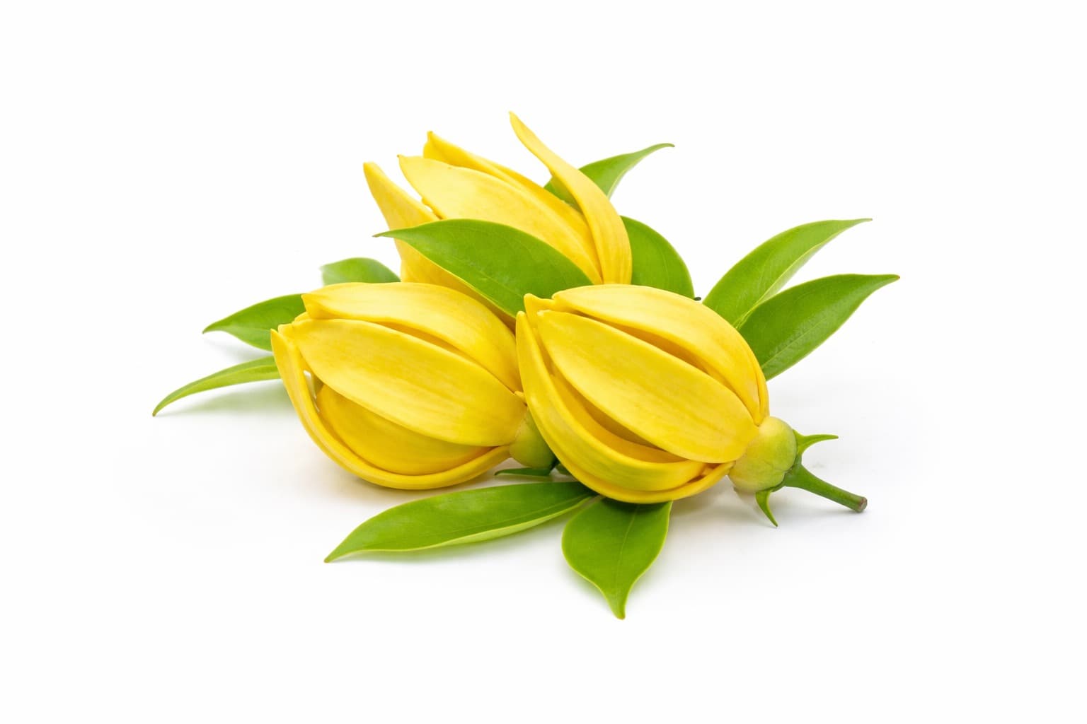 Cananga Oil (Ylang Ylang)